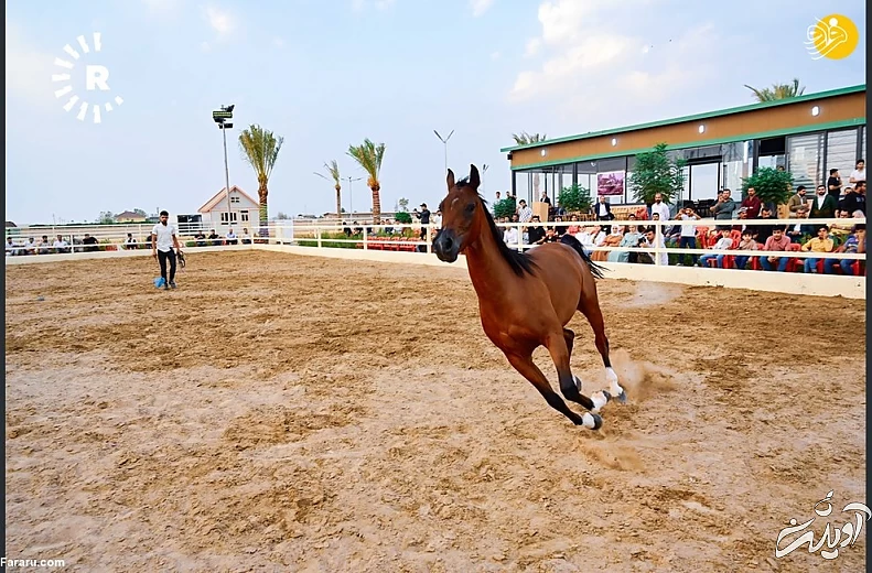 (تصاویر) نمایش اسبهای اصیل عرب در کردستان عراق